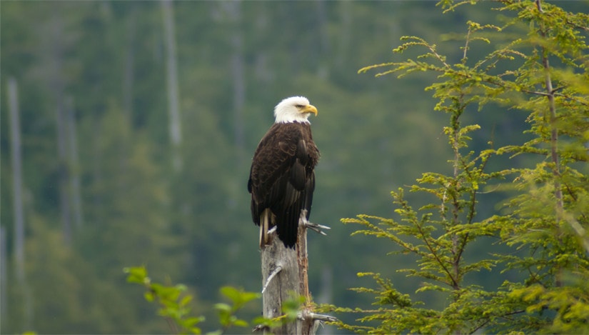 A bold eagle in Alaska