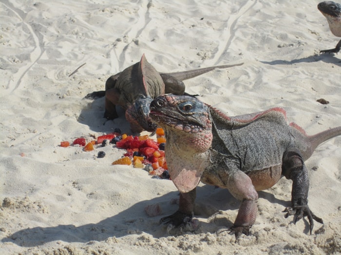Iguanas at Allen Cay in the Exumas