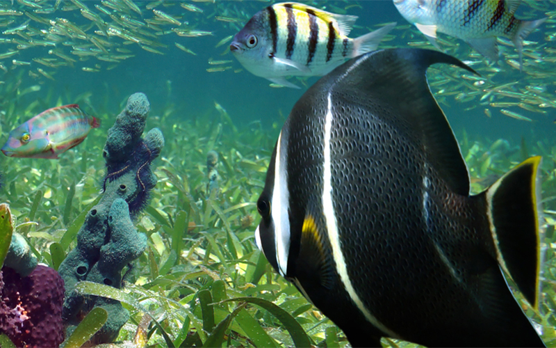 Best Diving in the Florida Keys