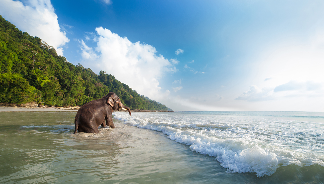 Elephant on a beach in Andaman Islands