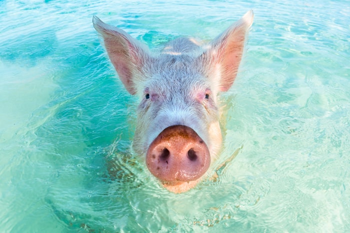 Exumas swimming pigs
