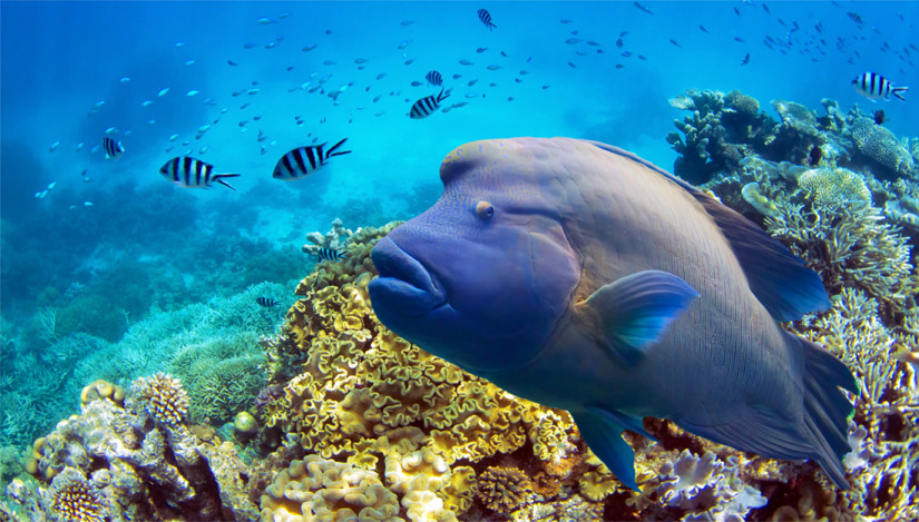Fish in the Great Barrier Reef