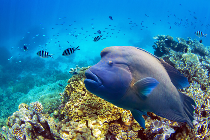 Fish in the Great Barrier Reef