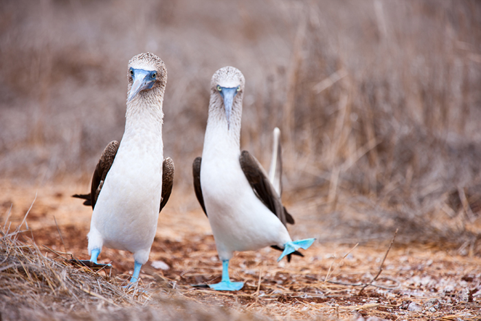 Galapagos - blue footed booby dancing