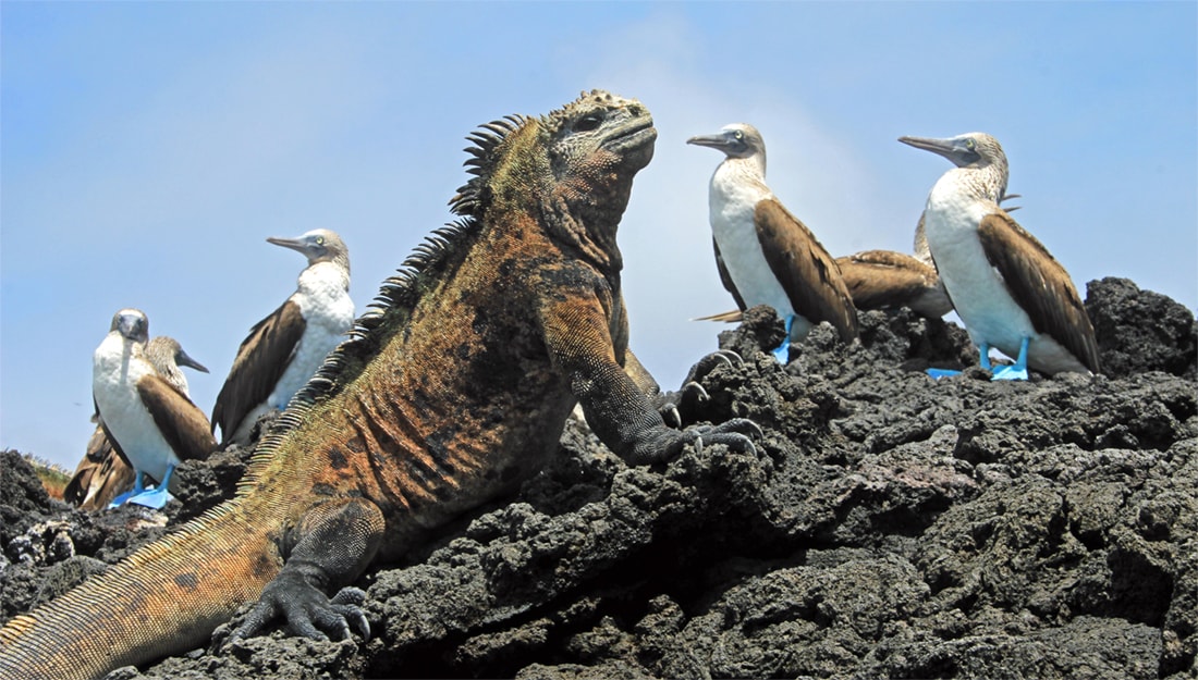 Galapagos iguana and birds