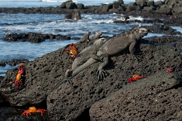 Galapagos water iguanas