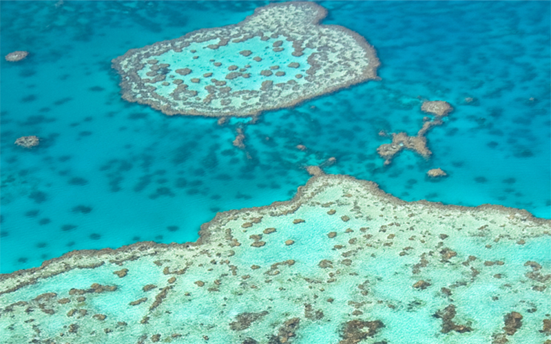 Great Barrier Reef Diving