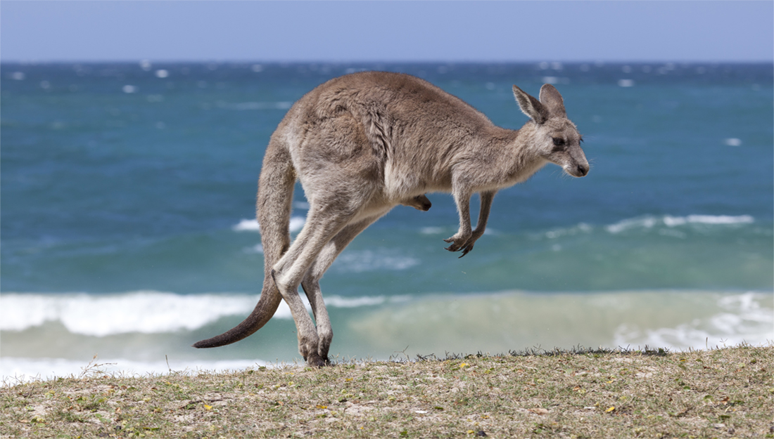Kangaroo on a beach