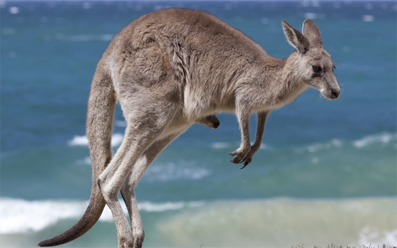 Australia Coastal Wildlife