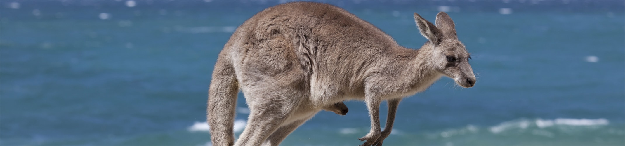 Australia Coastal Wildlife