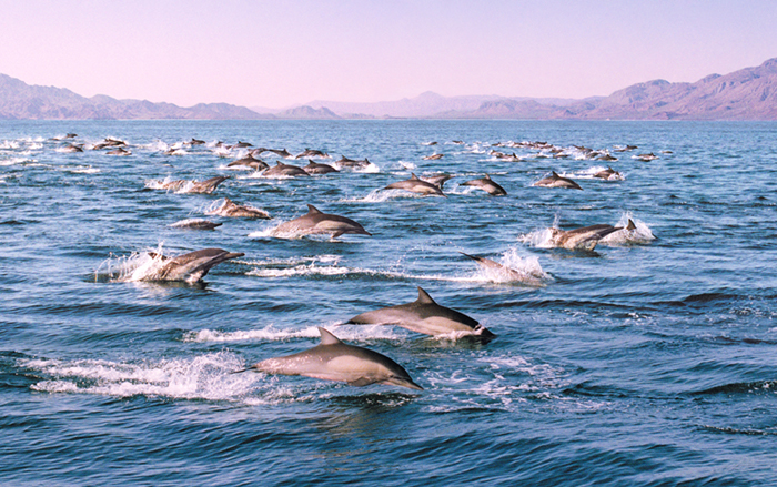 La Paz dolphins