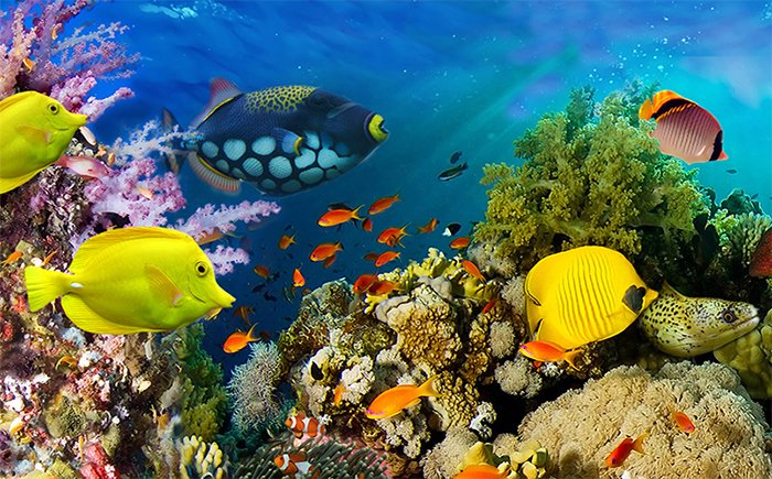 Top 10 Dive Sites in the Maldives - Marine life at Banana Reef
