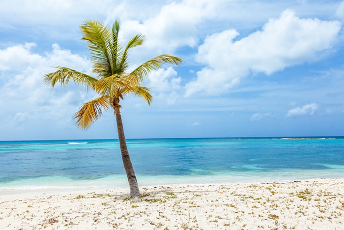Mustique island beach and palm tree