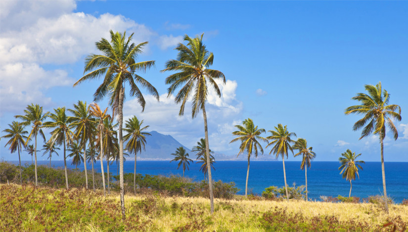 Palm trees in St Kitts