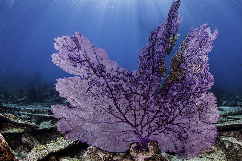 Sombrero Reef