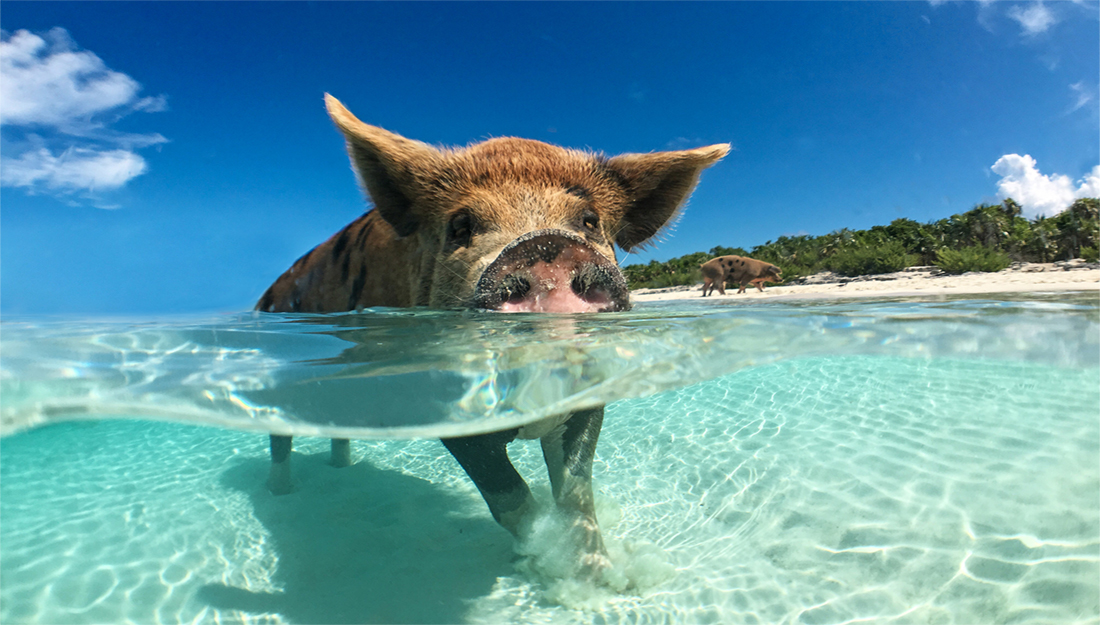 Swimming with Pigs in the Exuma | Worldwide Boat