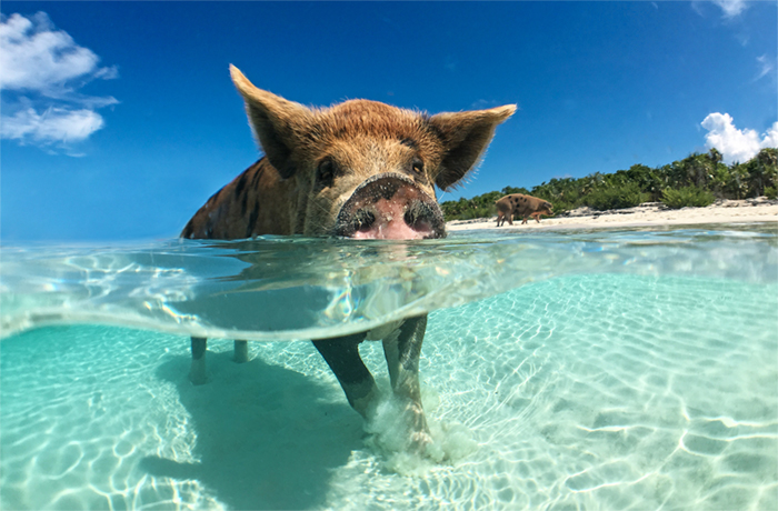 Swimming pig of the Exumas