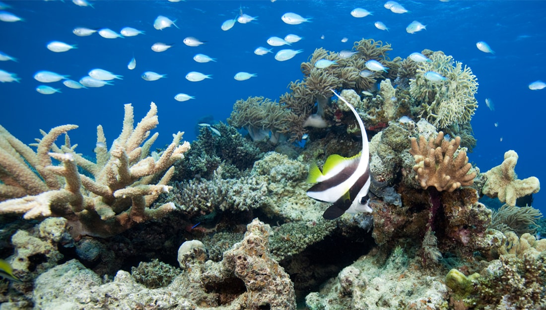 Underwater in Fiji