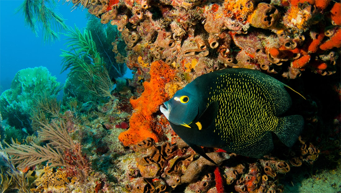 florida diving
