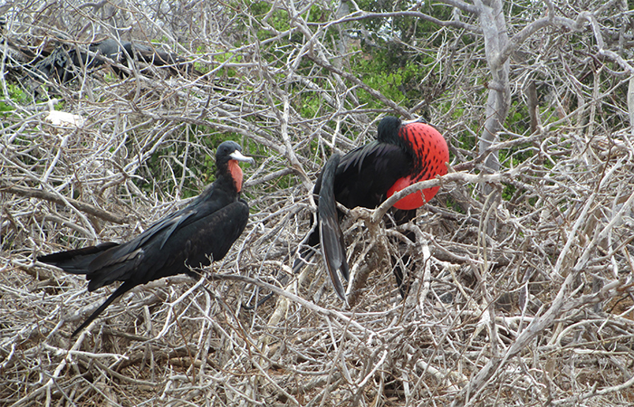 Galapagos birds